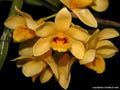 Dendrobium sulcatum