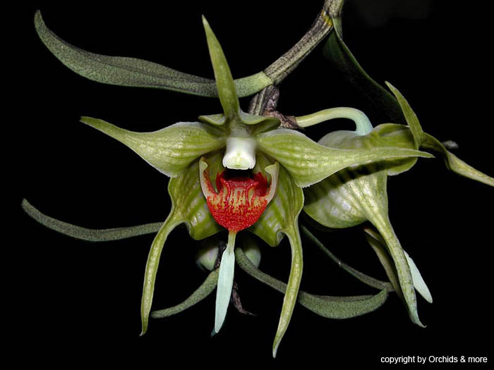 Dendrobium_tobaense