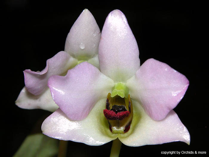 Dendrobium_trantuanii