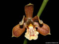 Encyclia livida