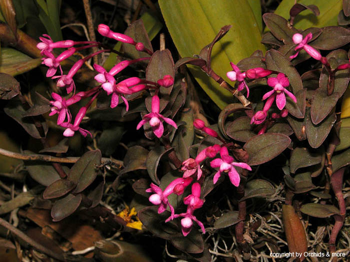 Epidendrum_rot2