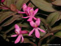 Epidendrum spec