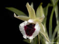 Kefersteinia andreettae