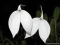 Masdevallia coccinea alba