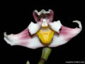 Maxillaria turkeliae