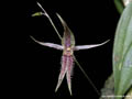 Pleurothallis schizopogon