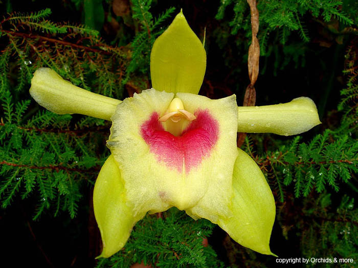 Sobralia_turkeliae