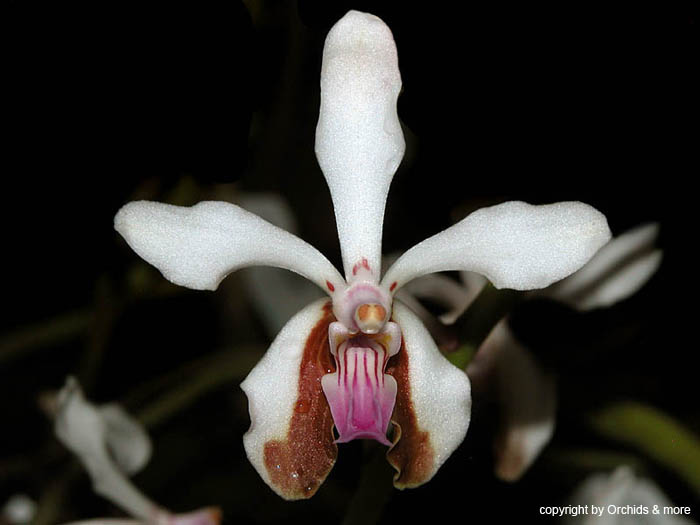 Vanda lamellata boxallii