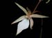 Aerangis_umbonata