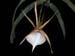 Angraecum_viguieri