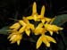 Cattleya_aurantiaca_yellow