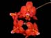 Cochlioda_noezliana