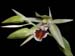 Coelogyne_spec