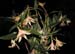 Dendrobium schrautii