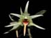 Dendrobium_ayubii