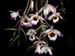 Dendrobium_falconeri