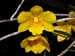 Dendrobium_hancockii_dwarf