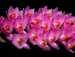 Dendrobium_secundum