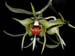 Dendrobium_tobaense