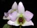 Dendrobium_trantuanii