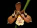 Encyclia_livida
