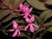 Epidendrum_rot