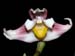 Maxillaria_turkeliae