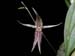 Pleurothallis_schizopogon