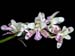 Sedirea_japonica