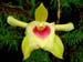Sobralia_turkeliae