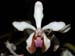Vanda_lamellata_boxallii