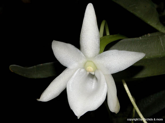 Angraecum_compactum