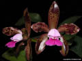 Cattleya leopoldii Imperator x Costado Mato