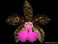 Cattleya leopoldii x fascelis
