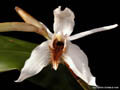 Coelogyne barbata
