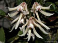 Dendrobium cucumerinum