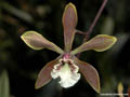 Encyclia