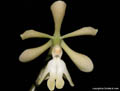 Epidendrum coronatum