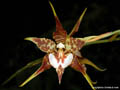 Lemboglossum cordatum