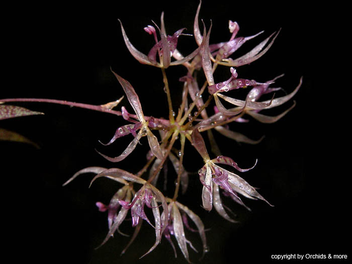 Macroclinium_manabinum