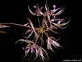 Macroclinium manabinum