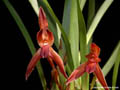 Maxillaria cucullata