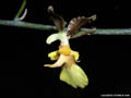 Oncidium macronix