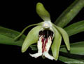 Trudelia cristata