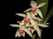 Coelogyne_asperata