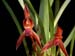 Maxillaria_cucullata