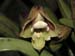 Polystachia_spec