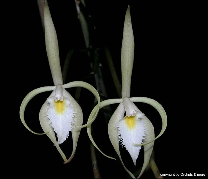 Brasavolla_martiana
