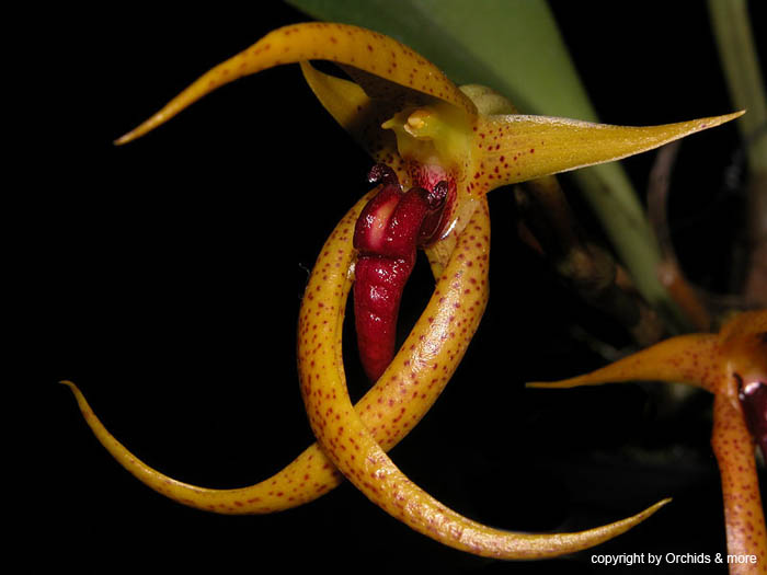 Bulbophyllum_levanae
