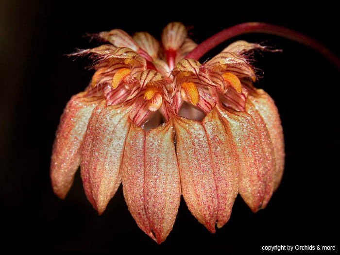 Bulbophyllum_sikkimense